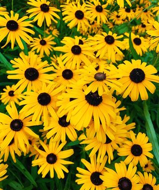 Yellow blooms of flowering black-eyed Susans in a garden border