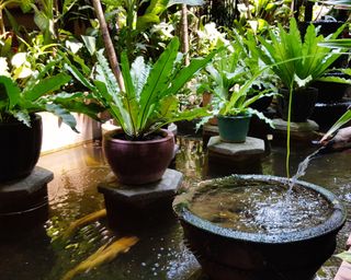 Traditional water garden in Cambodia with ferns