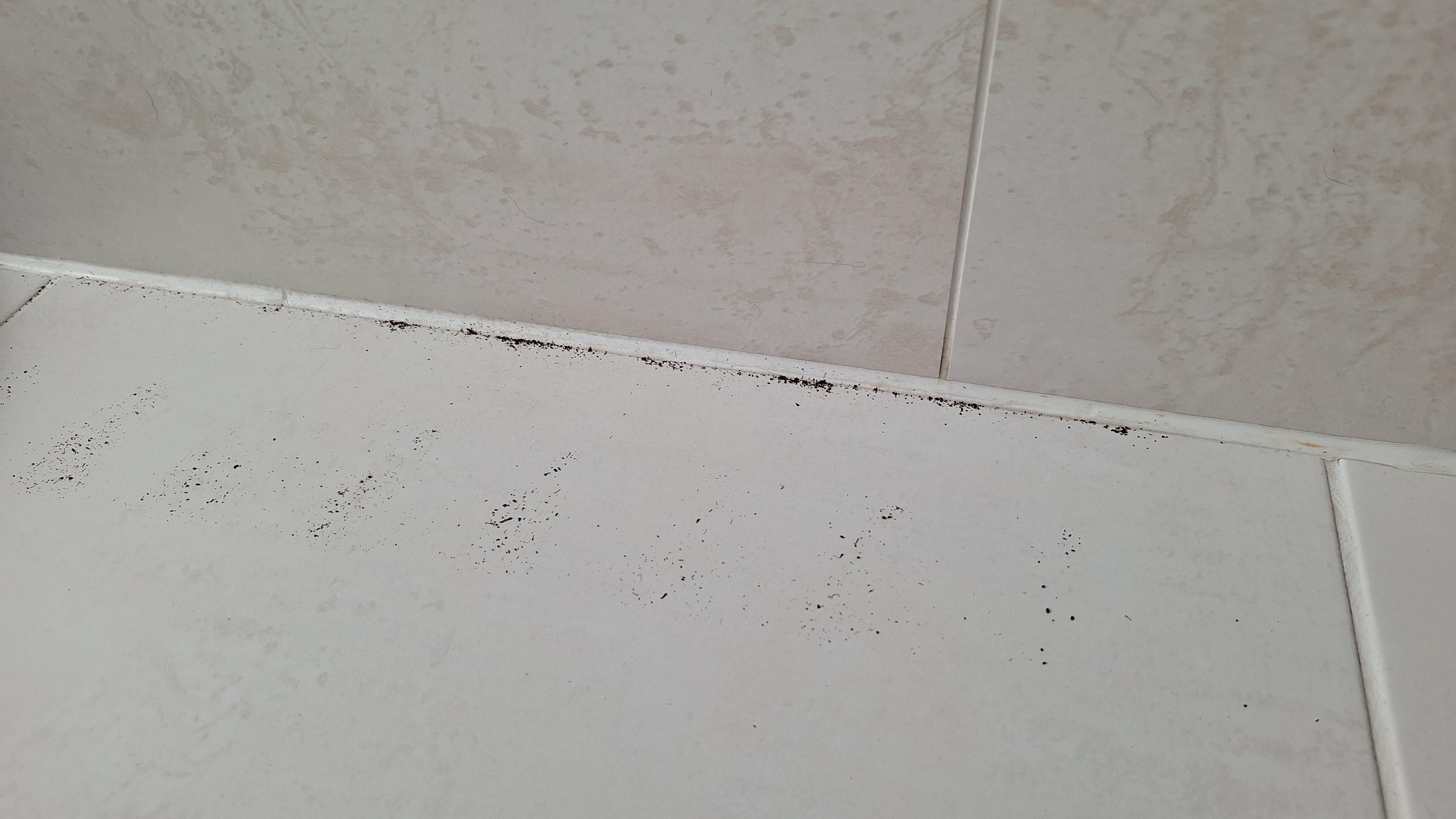 Loose tea caught in edges of tiled floor