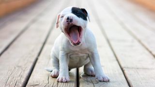 White puppy with black patch over one eye yawning