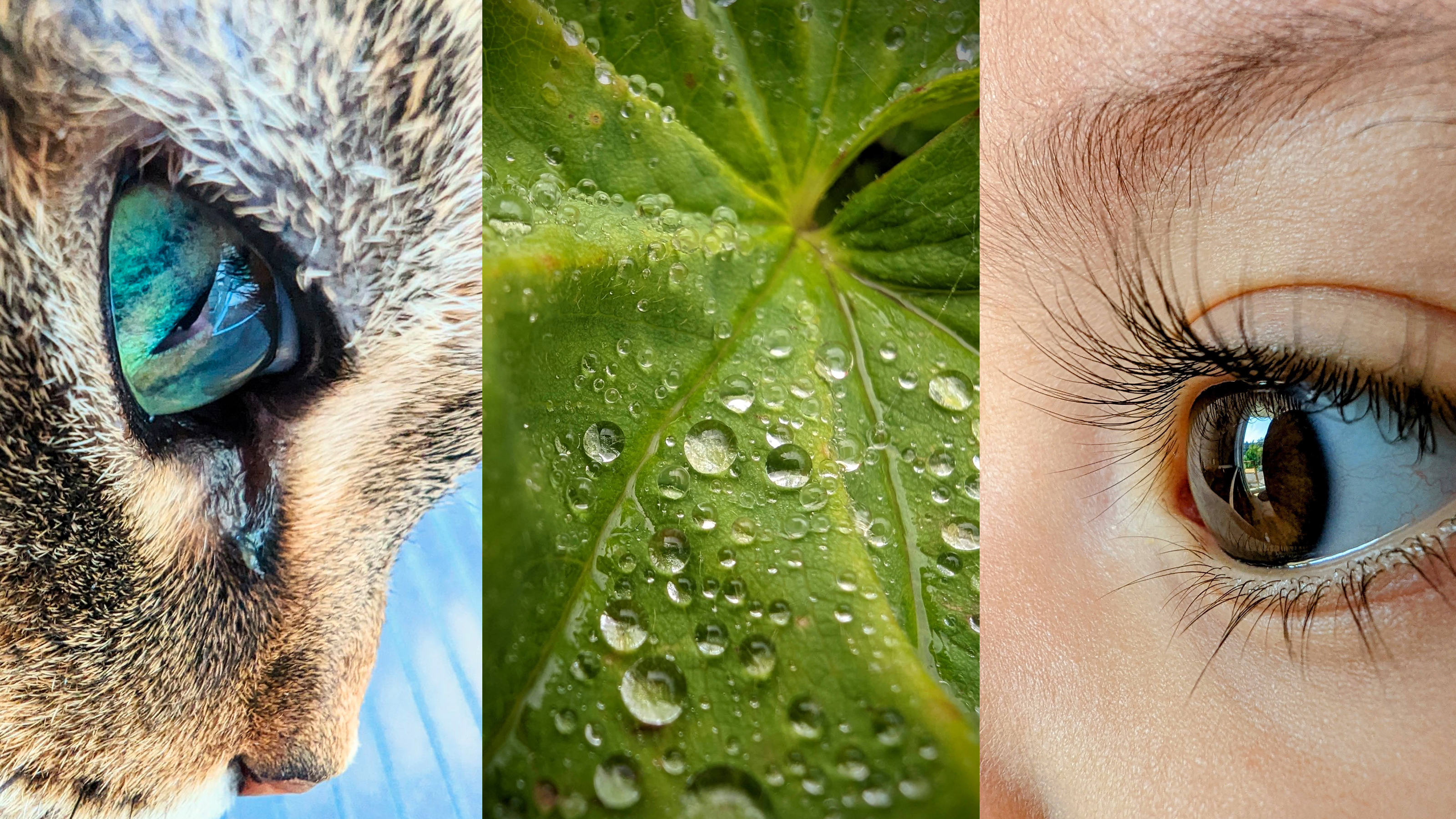 A cat's eye, water droplets on a leaf and a human eye