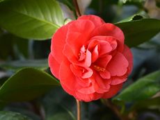 Red Camellia Flower