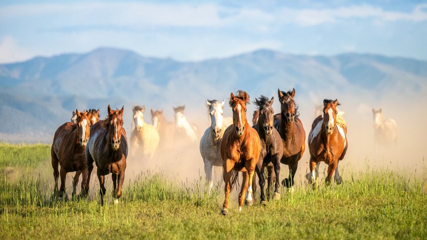 Wild horses native to America galloping in Utah