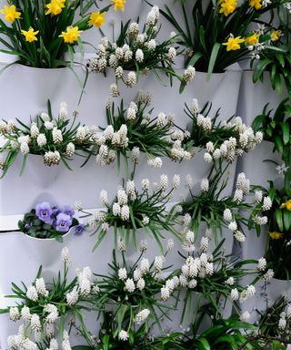 spring container ideas bulbs in vertical planters