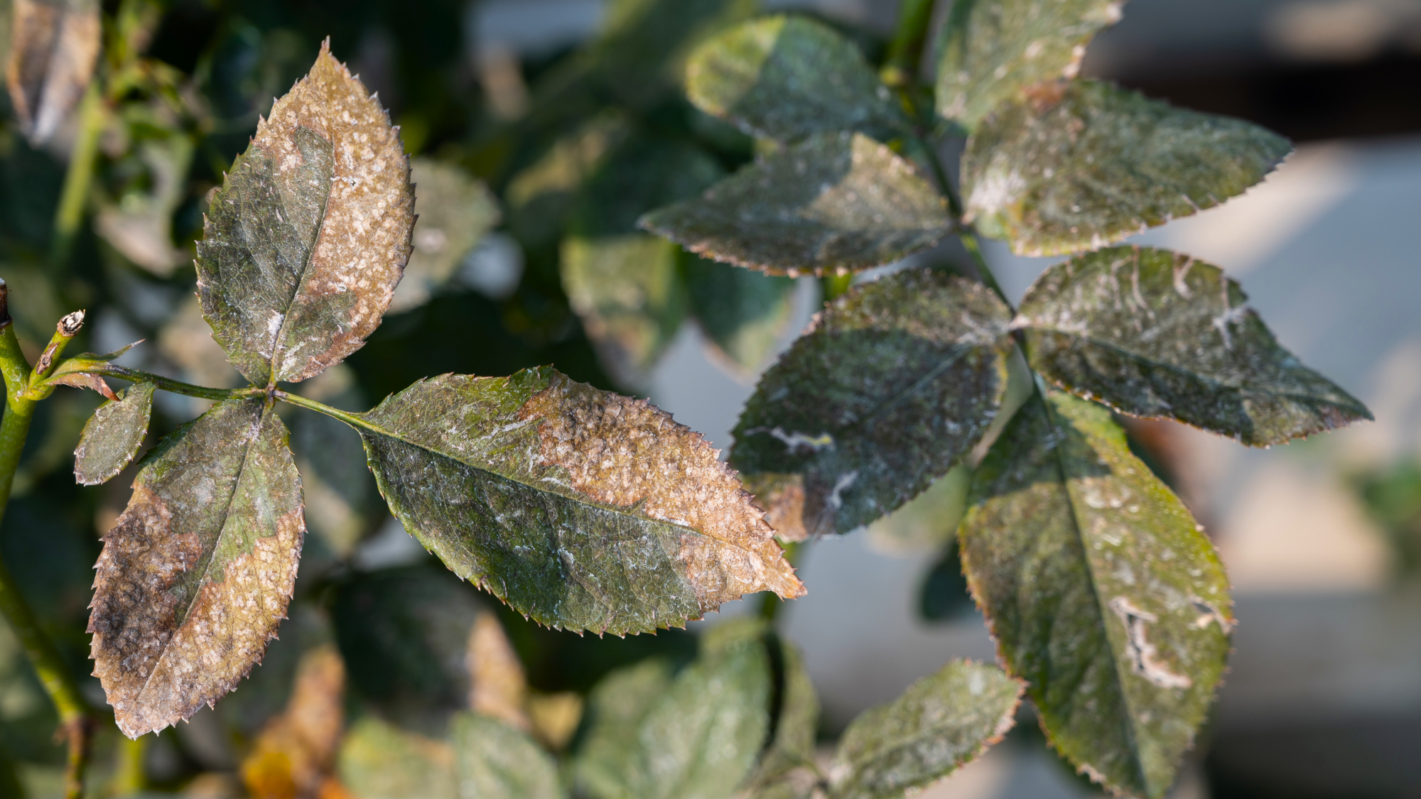 powdery mildew on leaves 