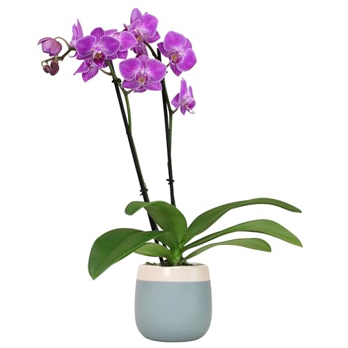 Premium Purple Live Orchid Plant Blooming in 3.5" Blue &amp;amp; White Orchid Pot, Live Plants, Houseplant Gifts, Approx. 16" Tall, Pet Friendly Houseplants, Phalaenopsis Moth Flower by Plants for Pets