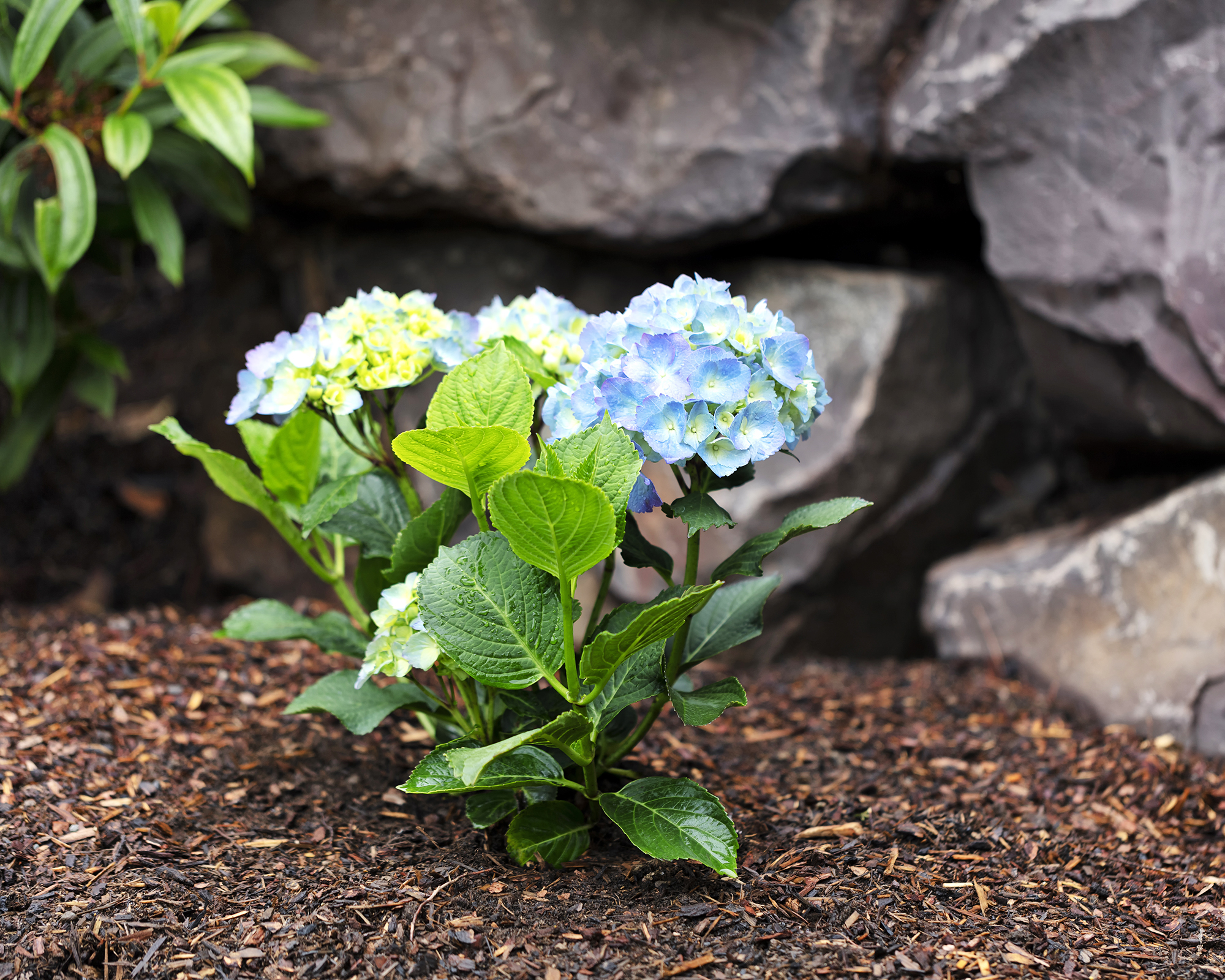 Hydrangea with blue flowers surrounded by mulch