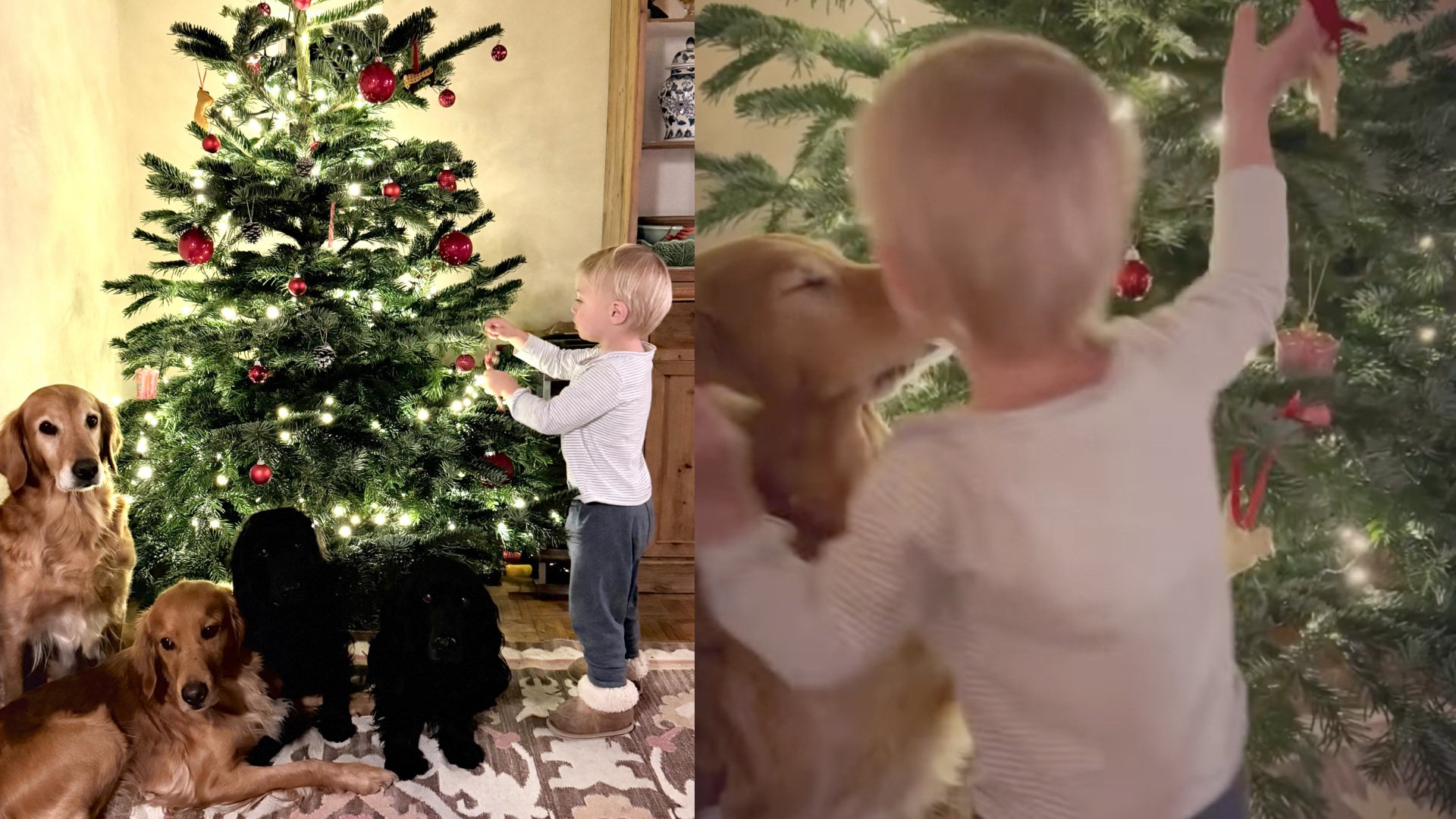 Inigo Middleton decorating a Christmas tree with their family dogs