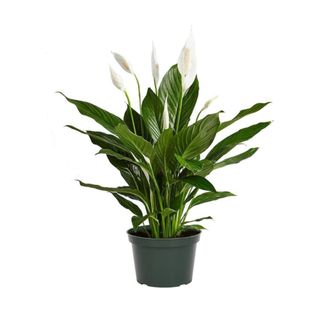 A peace lily in a black pot