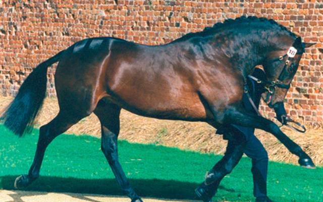 New-Hill-Farm-Stud