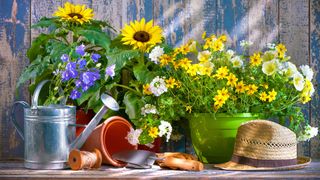 flowering plants and garden tools