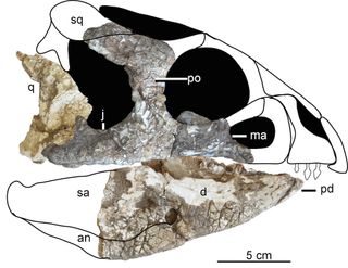 A reconstruction of the Late Jurassic Hualianceratops wucaiwanensis skull discovered in China.