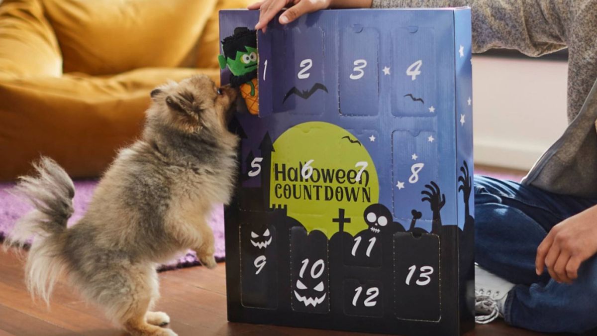 Halloween advent calendars for pets: Puppy sniffing their Halloween dog advent calendar