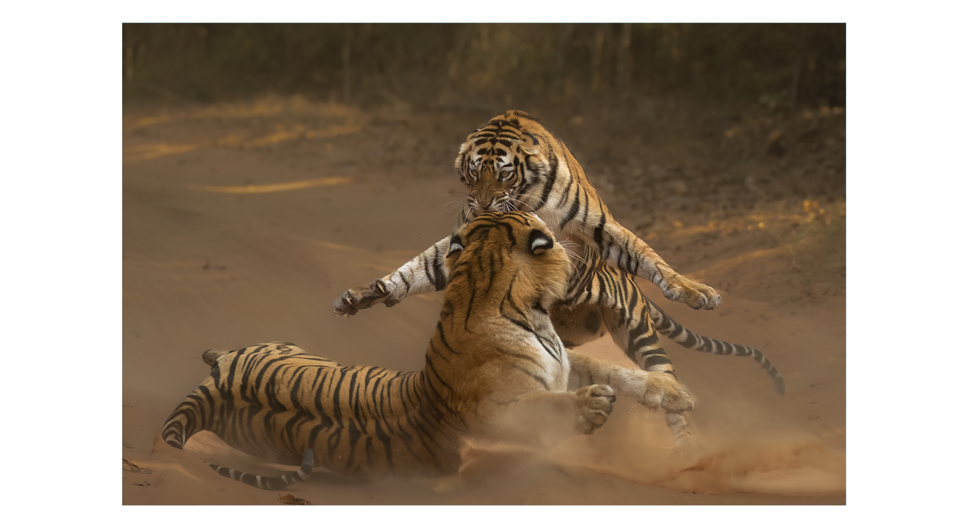 Photograph of two tigers by Clive Burns, titled 'Right hook'