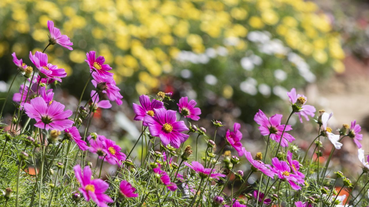 Pink cosmos flowers in bloom