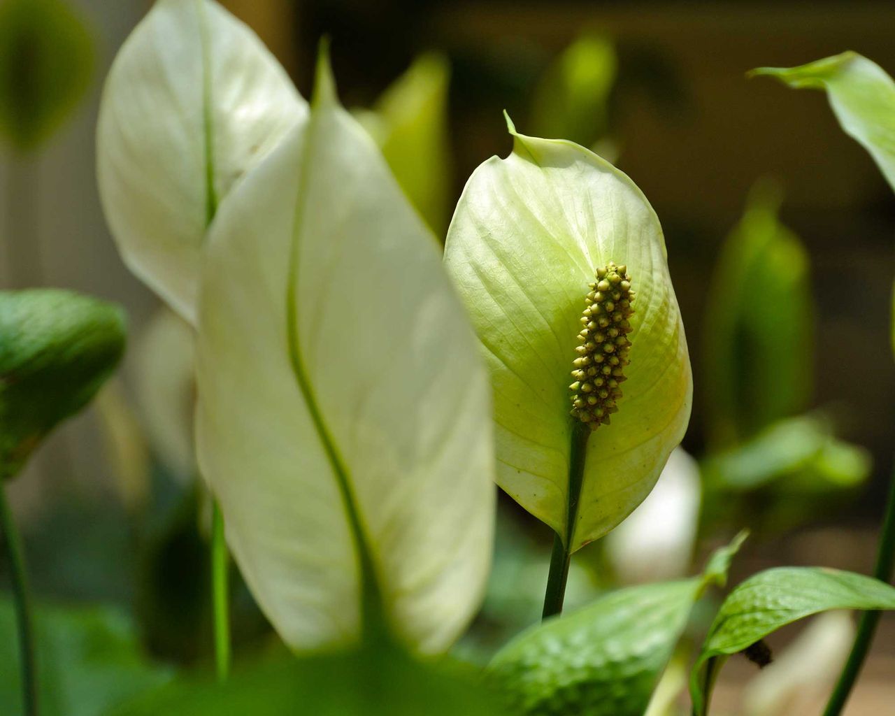Why is my peace lily drooping? 5 common causes Gardeningetc