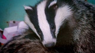 A cute badger curled up.