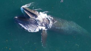 A humpback whale feeds off the coast of California