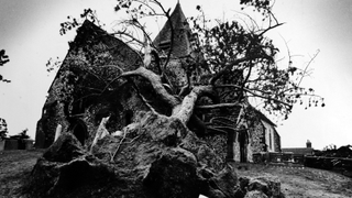 Tree crushes church