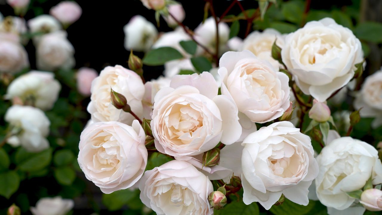 Rosa &#039;Desdemona&#039; with white, cream roses flowering in a garden