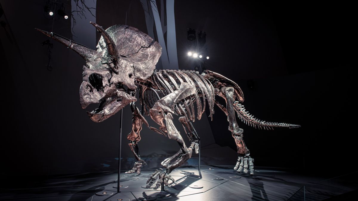 Meet 'Horridus,' one of the most complete Triceratops fossils ever found