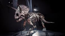 A Triceratops that died 67 million years in what is now Montana left behind a spectacular fossil that is now the centerpiece of a new exhibit in Australia.