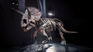 A Triceratops that died 67 million years in what is now Montana left behind a spectacular fossil that is now the centerpiece of a new exhibit in Australia.