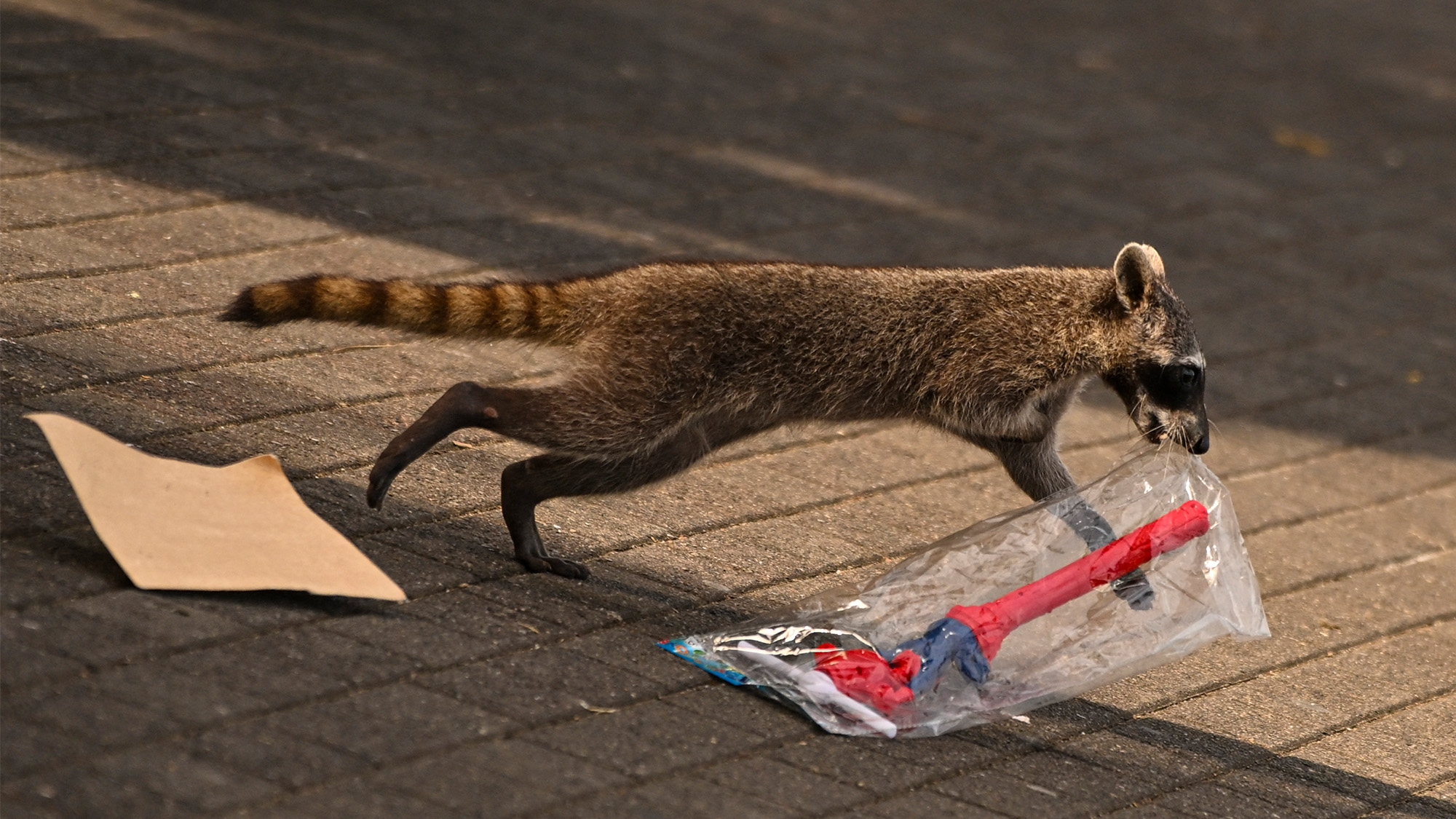 A raccoon steals a toy from a street vendor on the Cinta Costera in Panama City, Panama