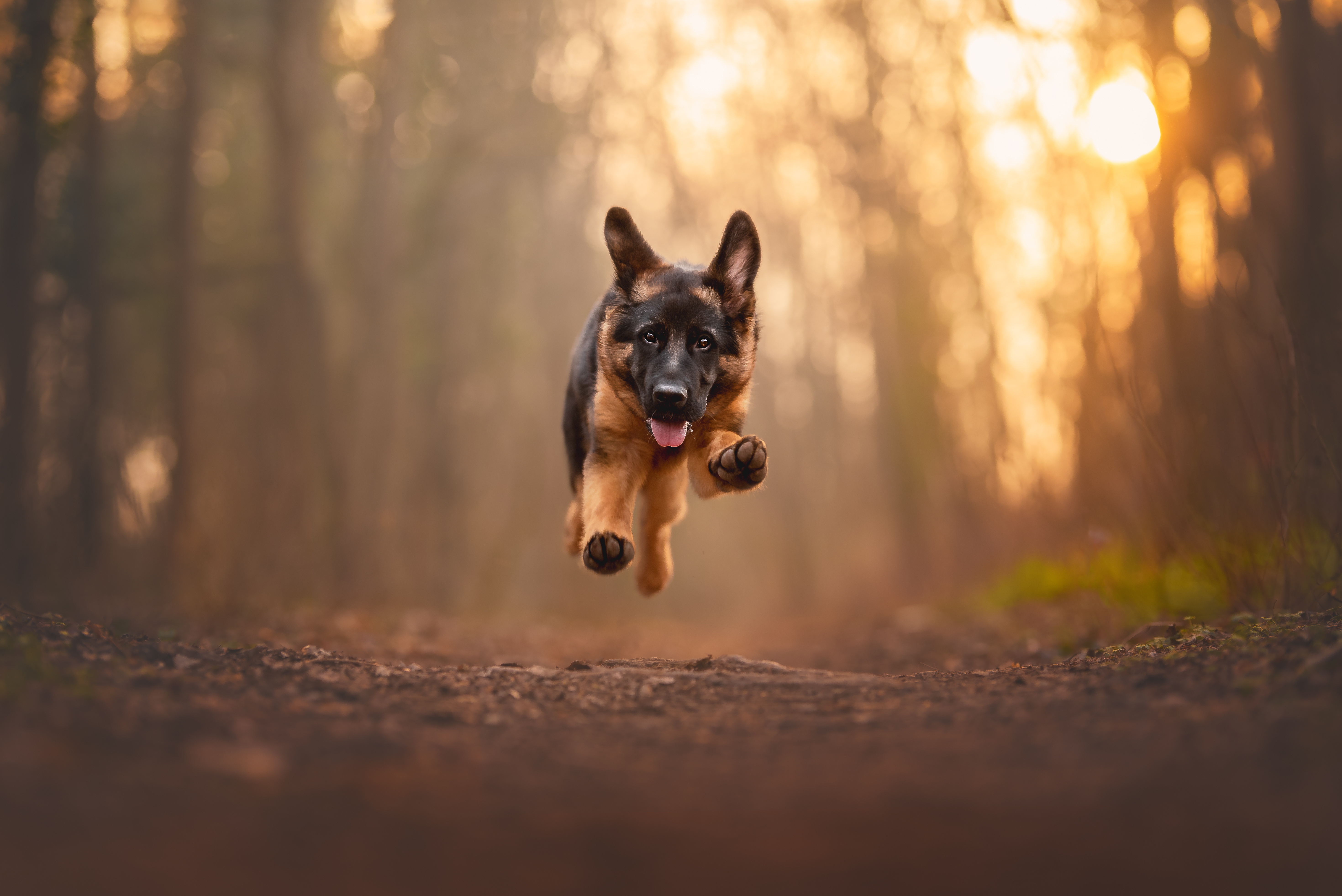 A German Shepard puppy running through a forest