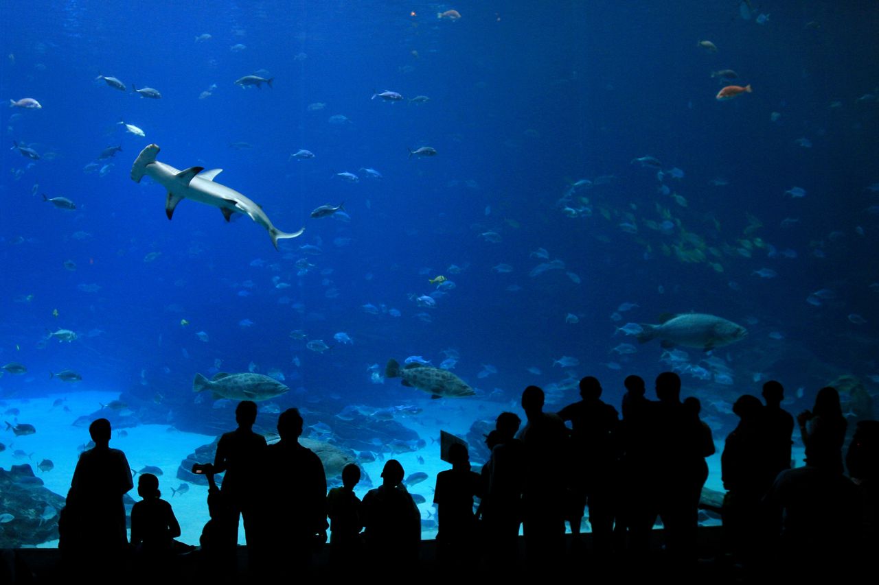 An aquarium.