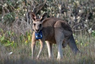 Tv tonight a kangaroo with a camera.