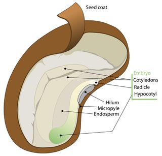 Seeds protect their important insides with a strong external seed coat.