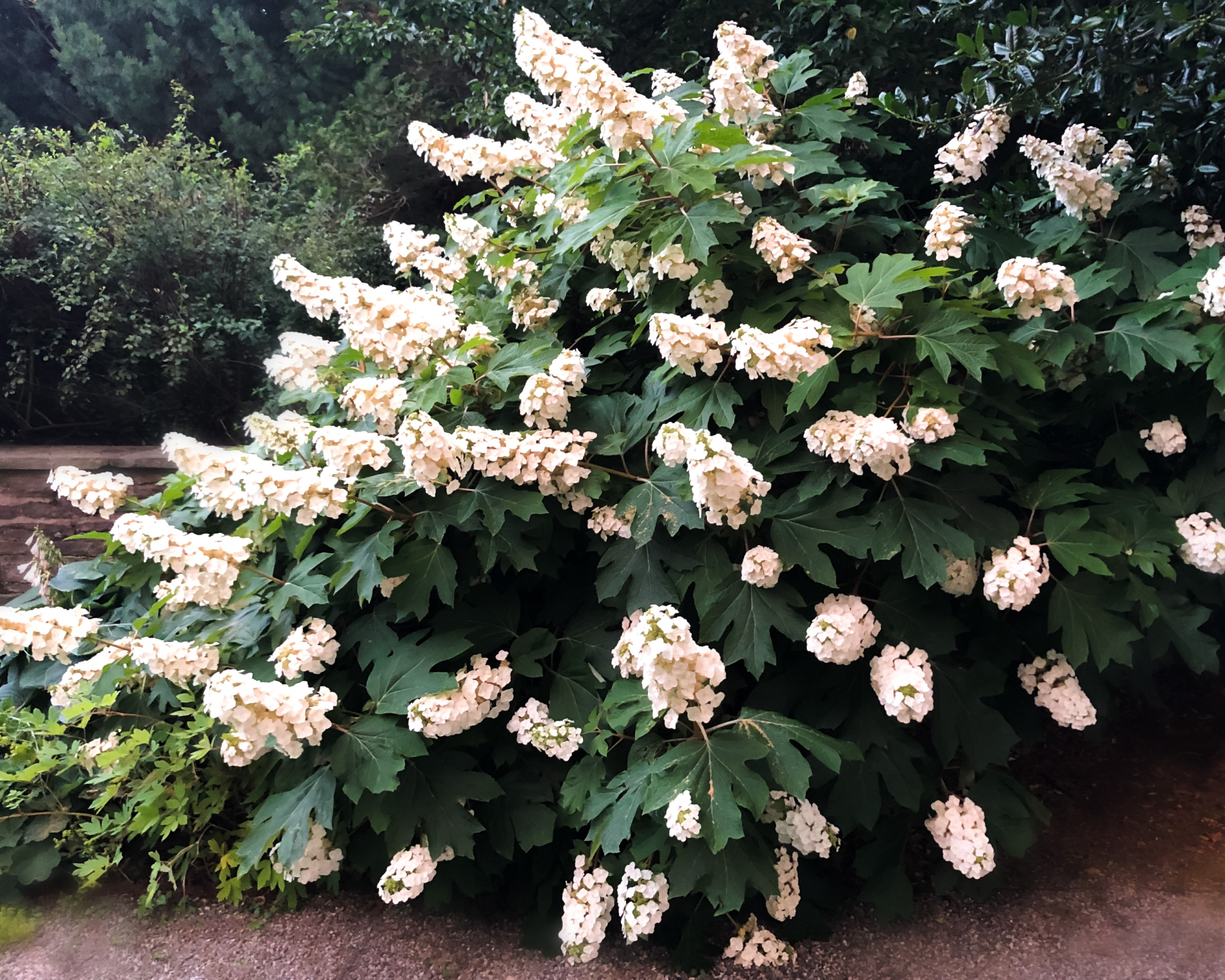 Large oakleaf hydrangea in garden landscape