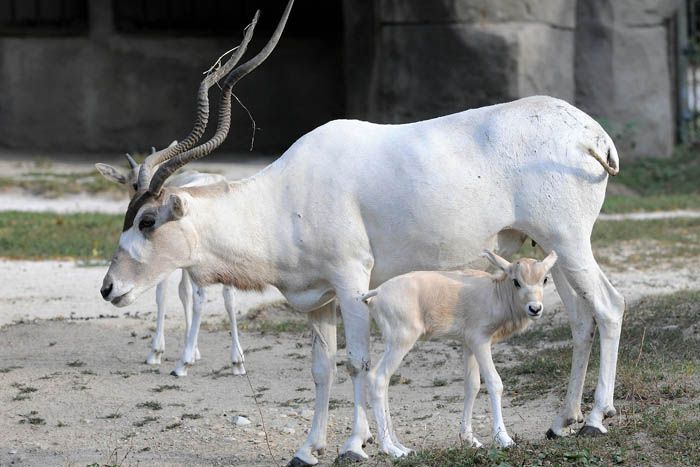 Addax calf, baby animals 2013