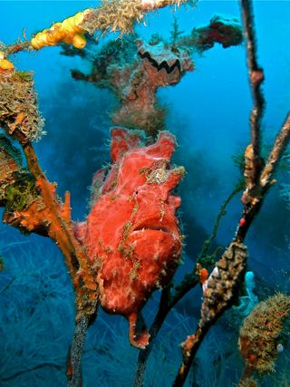 Frogfish hanging around a shipwreck in Indonesia.