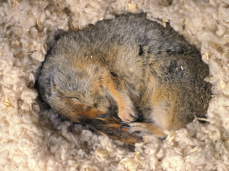 squirrels hibernate