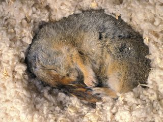 The Arctic ground squirrel weathers punishing winter cold in its northern Alaska habitat by hibernating underground for about seven months each year.