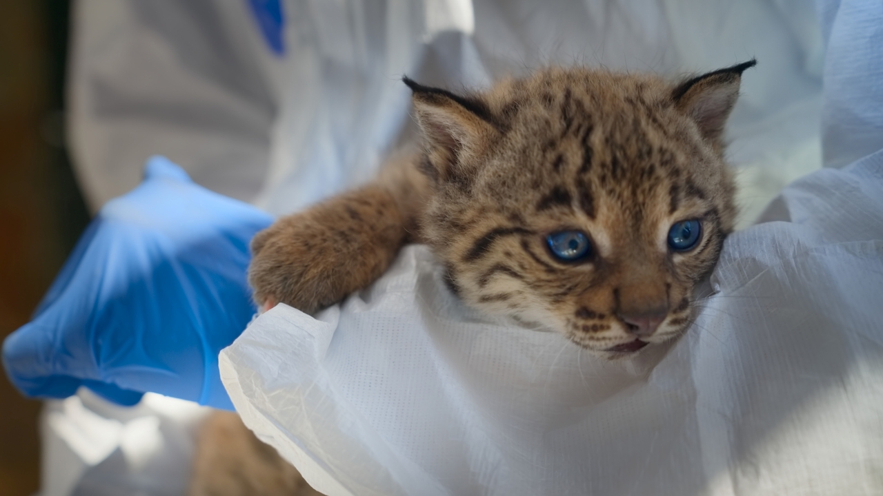 『ボーン・トゥ・ビー・ワイルド』のオオヤマネコの子猫