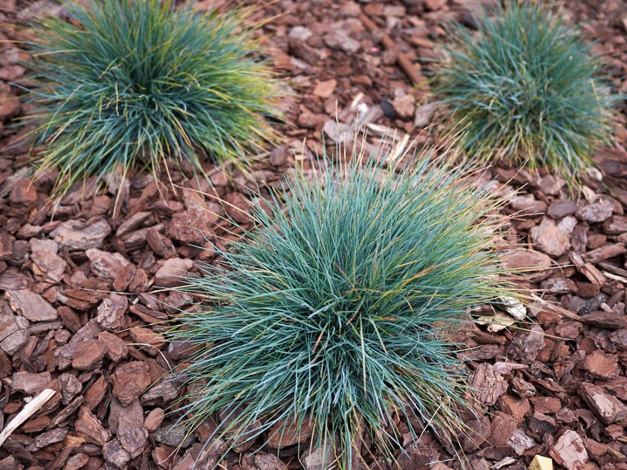 Three Blue Fescue Plants