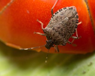 brown marmorated stink bug on a tomato