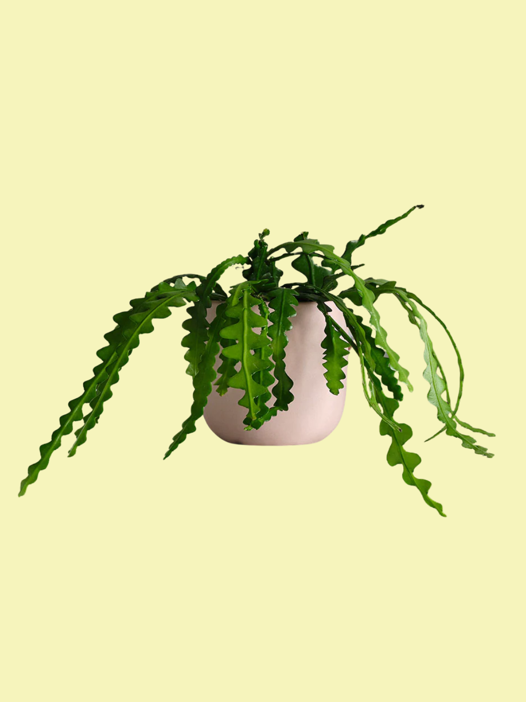 A fishbone cactus plant in a pale pink pot