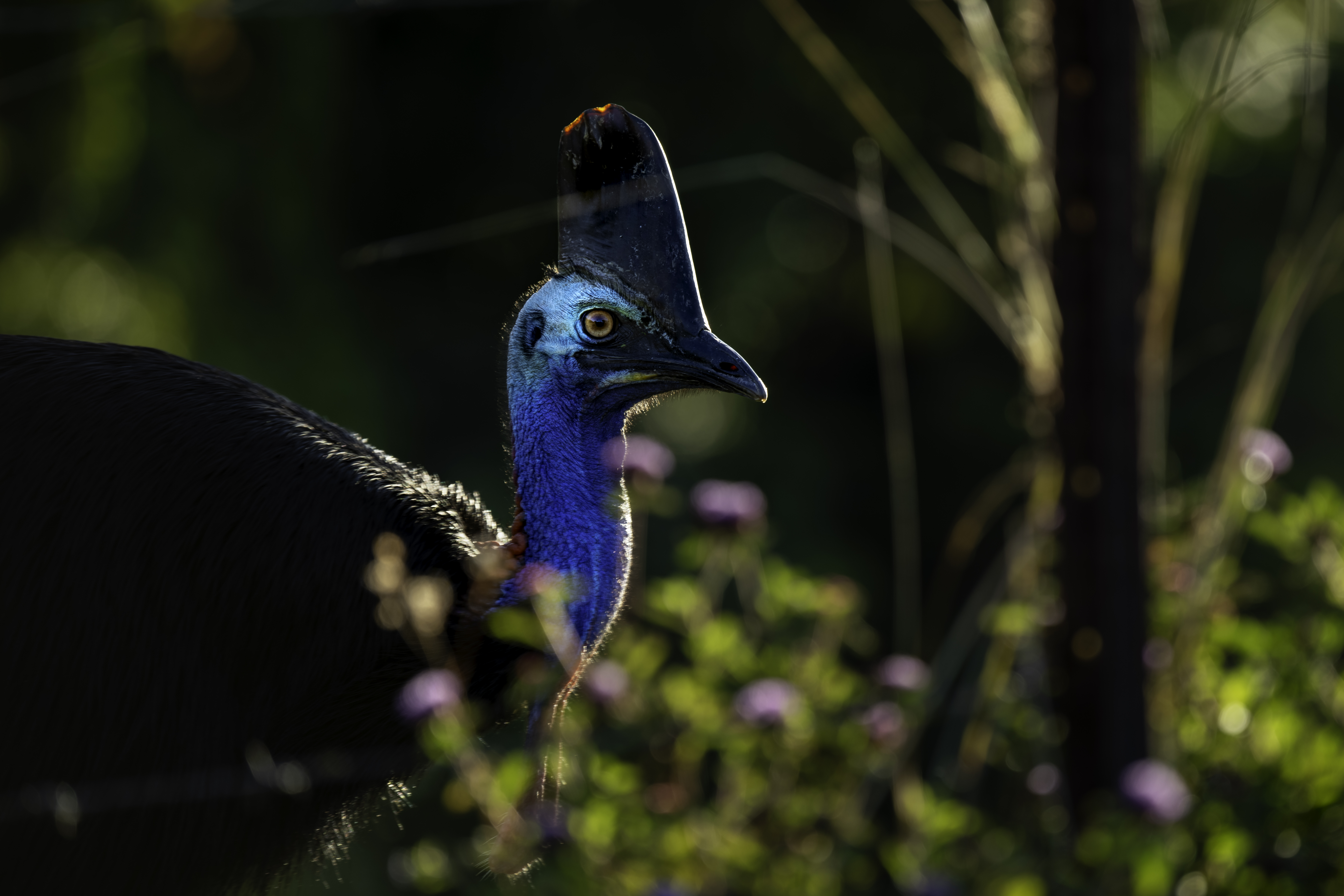 A Southern cassowary in the wild