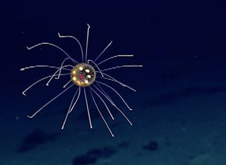 On April 24, 2016, scientists spotted this bizarre jellyfish around the Mariana Trench in the Pacific Ocean.
