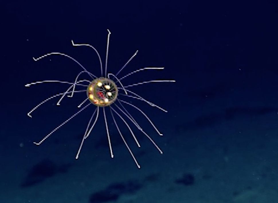 Jellyfish from Outer Space? Amazing Glowing Creature Spotted | Live Science