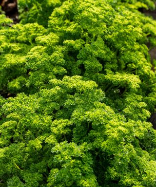 parsley Champion Moss Curled ready for harvesting