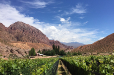 Andes Malbec