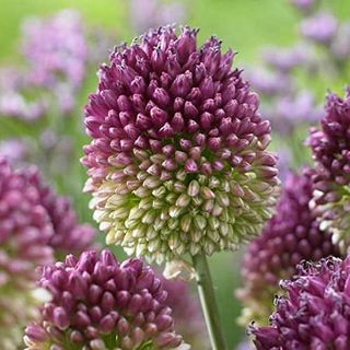 25 Allium Drumstick Bulbs for Planting - Exotic Blooming Onion - Beautiful Spring Flowers