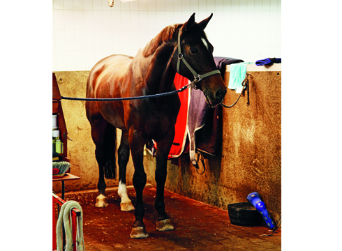 Behind the scenes with Olympic champion Steve Guerdat