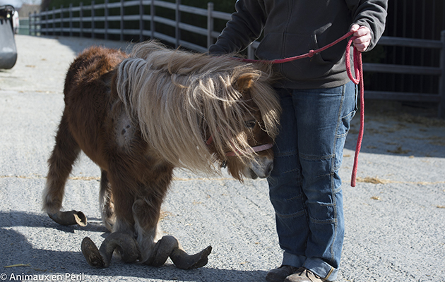 ponyhoovesAnimaux-en-Pe%CC%81ril.jpg