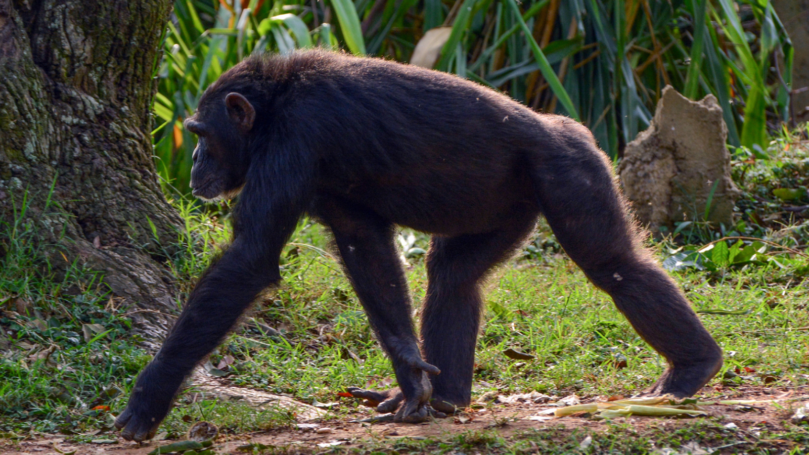 Common chimpanzee walking on four legs, roaming wild in the Entebbe zoo (Wildlife Education Center)